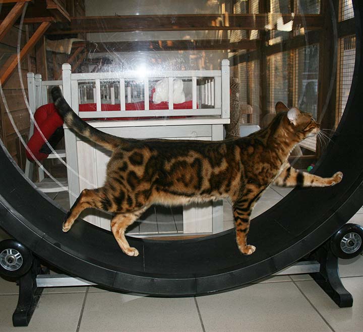 cat-exercise-wheel-brankley-cattery-1